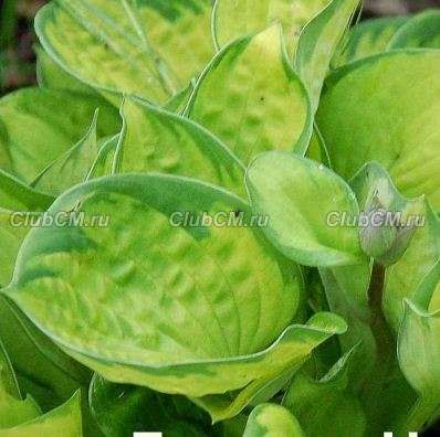 ХОСТА (HOSTA) RAINFOREST SUNRISE