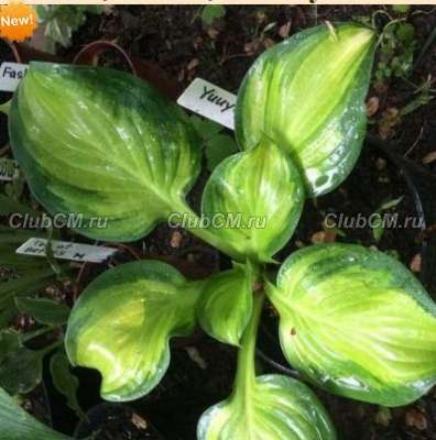 ХОСТА ( HOSTA ) YUUYAKEE