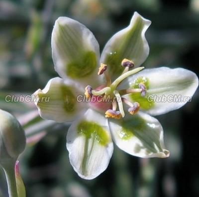 ЗИГАДЕНУС ИЗЯЩНЫЙ ( ZIGADENUS ELEGANS )