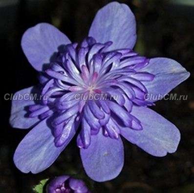 ПЕЧЕНОЧНИЦА ТРАНСИЛЬВАНСКАЯ (HEPATICA TRANSILVANICA) ELISON SPENCE