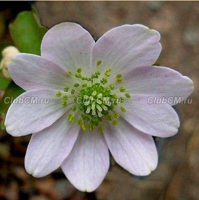 АНЕМОНЕЛЛА ВАСИЛИСТНИКОВАЯ (ANEMONELLA THALICTROIDES)