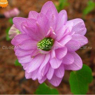 АНЕМОНЕЛЛА ВАСИЛИСТНИКОВАЯ (ANEMONELLA THALICTROIDES) KIKUZAKI PINK