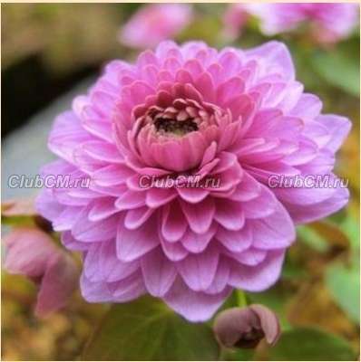 АНЕМОНЕЛЛА ВАСИЛИСТНИКОВАЯ ( ANEMONELLA THALICTROIDES ) SHOAFF'S DOUBLE PINK