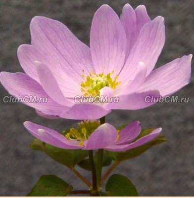 АНЕМОНЕЛЛА ВАСИЛИСТНИКОВАЯ (ANEMONELLA THALICTROIDES) CHARLOTTE