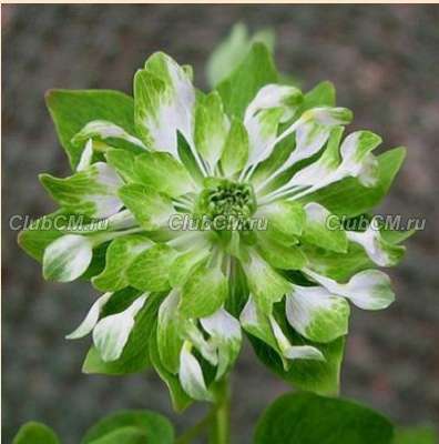 АНЕМОНЕЛЛА ВАСИЛИСТНИКОВАЯ (ANEMONELLA THALICTROIDES) GREEN HURRICANE