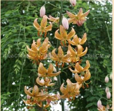 ЛИЛИЯ МАРТАГОН (LILIUM MARTAGON) GUINEA GOLD