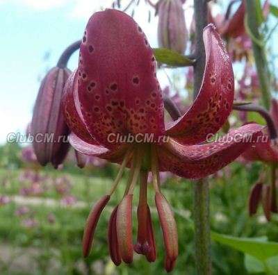 ЛИЛИЯ МАРТАГОН (LILIUM MARTAGON) GAYBIRD