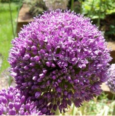 ЛУК (ALLIUM) AMBASSADOR