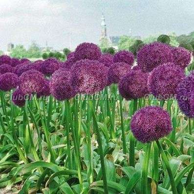 ЛУК ( x ALLIUM ) GLADIATOR