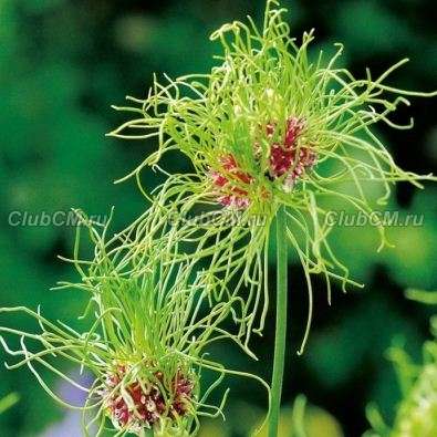 ЛУК ( x ALLIUM ) HAIR