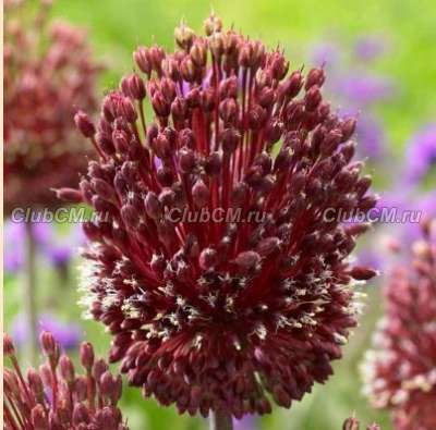 ЛУК АМЕТИСТОВЫЙ (ALLIUM AMETHYSTINUM) RED MOHICAN