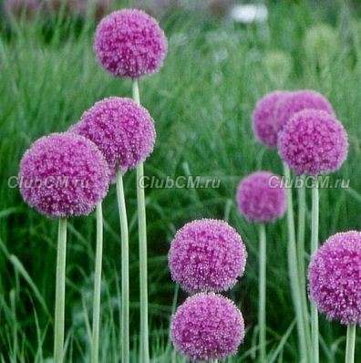 ЛУК ГИГАНТСКИЙ (ALLIUM GIGANTEUM)