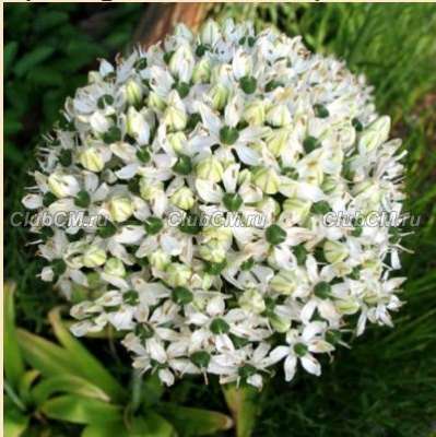 ЛУК ЧЕРНЫЙ, МНОГОЛУКОВИЧНЫЙ ( ALLIUM NIGRUM )