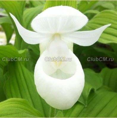 БАШМАЧОК (CYPRIPEDIUM) forma WHITE