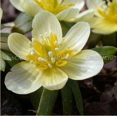 ЭРАНТИС ЗИМНИЙ (ERANTHIS HYEMALIS) SCHWEFELGLANZ