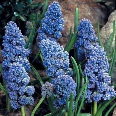 МУСКАРИ АРМЯНСКИЙ (MUSCARI ARMENIACUM) BLUE SPIKE