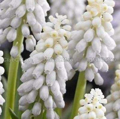 МУСКАРИ АРМЯНСКИЙ (MUSCARI ARMENIACUM) VENUS