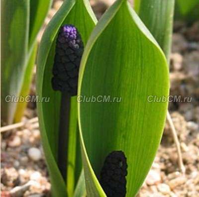 МУСКАРИ ШИРОКОЛИСТНЫЙ ( MUSCARI LATIFOLIUM )