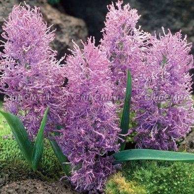 МУСКАРИ ХОХЛАТЫЙ (MUSCARI COMOSUM)