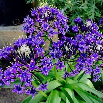 СЦИЛЛА ПЕРУАНСКАЯ ИЛИ ВИНОГРАДНАЯ ( SCILLA PERUVIANA )