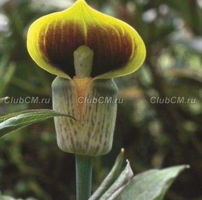 АРИЗЕМА ЖЕЛТАЯ( ARISAEMA FLAVUM )