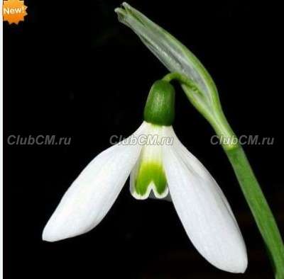 ПОДСНЕЖНИК ( GALANTHUS ) AUTUMN BEAUTY