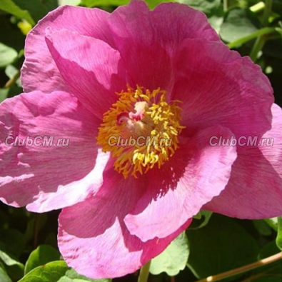 ПИОН ДАУРСКИЙ (PAEONIA DAURICA)