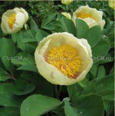 ПИОН МЛОКОСЕВИЧА ( PAEONIA MLOKOSEWITSCHII )