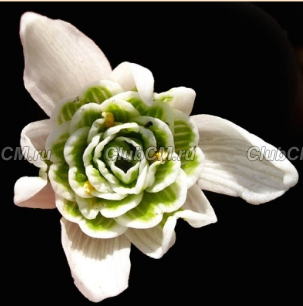 ПОДСНЕЖНИК СНЕЖНЫЙ (GALANTHUS NIVALIS) FLORE PLENO