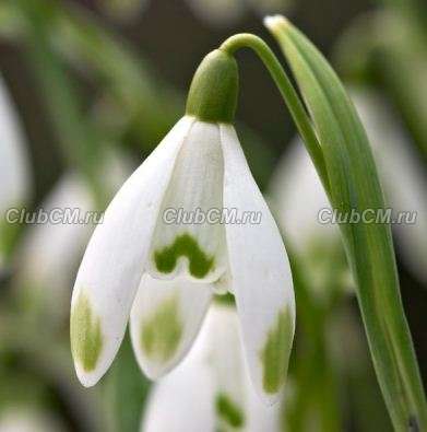 ПОДСНЕЖНИК СНЕЖНЫЙ (GALANTHUS NIVALIS) VIRIDAPISE