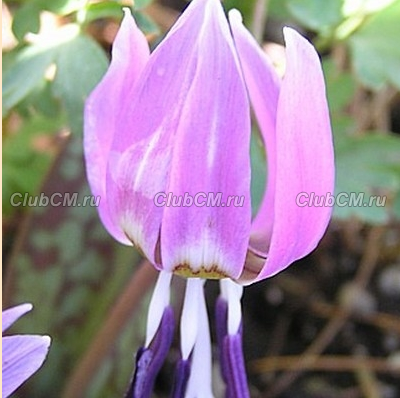 КАНДЫК ЕВРОПЕЙСКИЙ (ERYTHRONIUM DENS-CANIS)