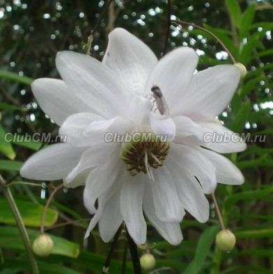 АНЕМОНОПСИС КРУПНОЛИСТНЫЙ (ANEMONOPSIS MACROPHYLLUM) WHITE SWAN