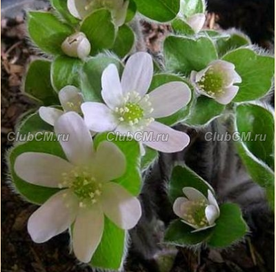 ПЕЧЕНОЧНИЦА МАКСИМА (HEPATICA MAXIMA)