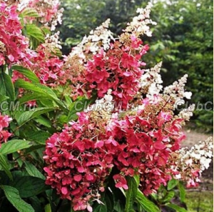 ГОРТЕНЗИЯ МЕТЕЛЬЧАТАЯ (HYDRANGEA PANICULATA) PINKY WINKY