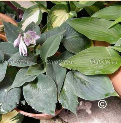 ХОСТА ( HOSTA ) BLUE MONDAY