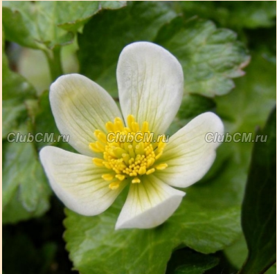 КАЛУЖНИЦА БОЛОТНАЯ ( CALTHA PALUSTRIS ) ALBA