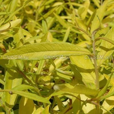 ИВА САХАЛИНСКАЯ ( SALIX SACHALINENSIS ) GOLDEN SUNSHINE