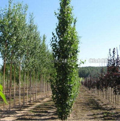 БЕРЕЗА ПОВИСЛАЯ ( BETULA PENDULA ) FASTIGIATA