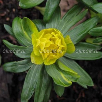 ЭРАНТИС ЗИМНИЙ ( ERANTHIS HYEMALIS ) FLORE PLENO