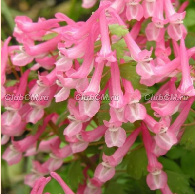 ХОХЛАТКА ПЛОТНАЯ ( CORYDALIS SOLIDA ) BETH EVANS