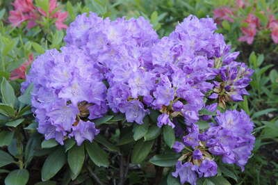 Lee's Dark Purple (70x100 см)
