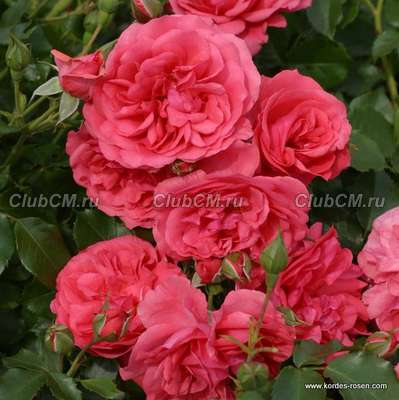 Rosarium Uetersen