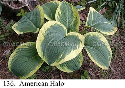 HOSTA (ХОСТА) American Halo