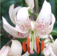 ЛИЛИЯ МАРТАГОН (LILIUM MARTAGON) ALBIFLORUM