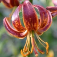 ЛИЛИЯ МАРТАГОН ( LILIUM MARTAGON ) ARABIAN NIGHT