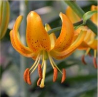 ЛИЛИЯ ХАНСОНА (LILIUM HANSONII)