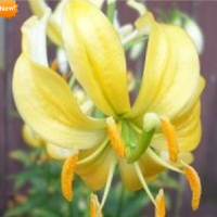 ЛИЛИЯ МАРТАГОН (LILIUM MARTAGON) YELLOW BUNTING