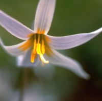 КАНДЫК БЕЛОВАТЫЙ ( ERYTHRONIUM ALBIDUM ) КАНДЫК БЕЛОВАТЫЙ ( ERYTHRONIUM ALBIDUM )