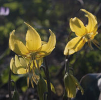 КАНДЫК ( ERYTHRONIUM ) SUNDISK КАНДЫК ( ERYTHRONIUM ) SUNDISK