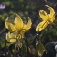 КАНДЫК ( ERYTHRONIUM ) SUNDISK